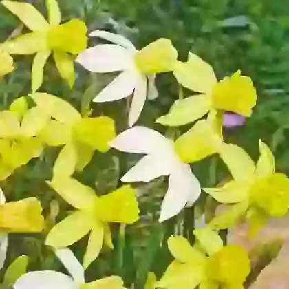 Two Tone Mix